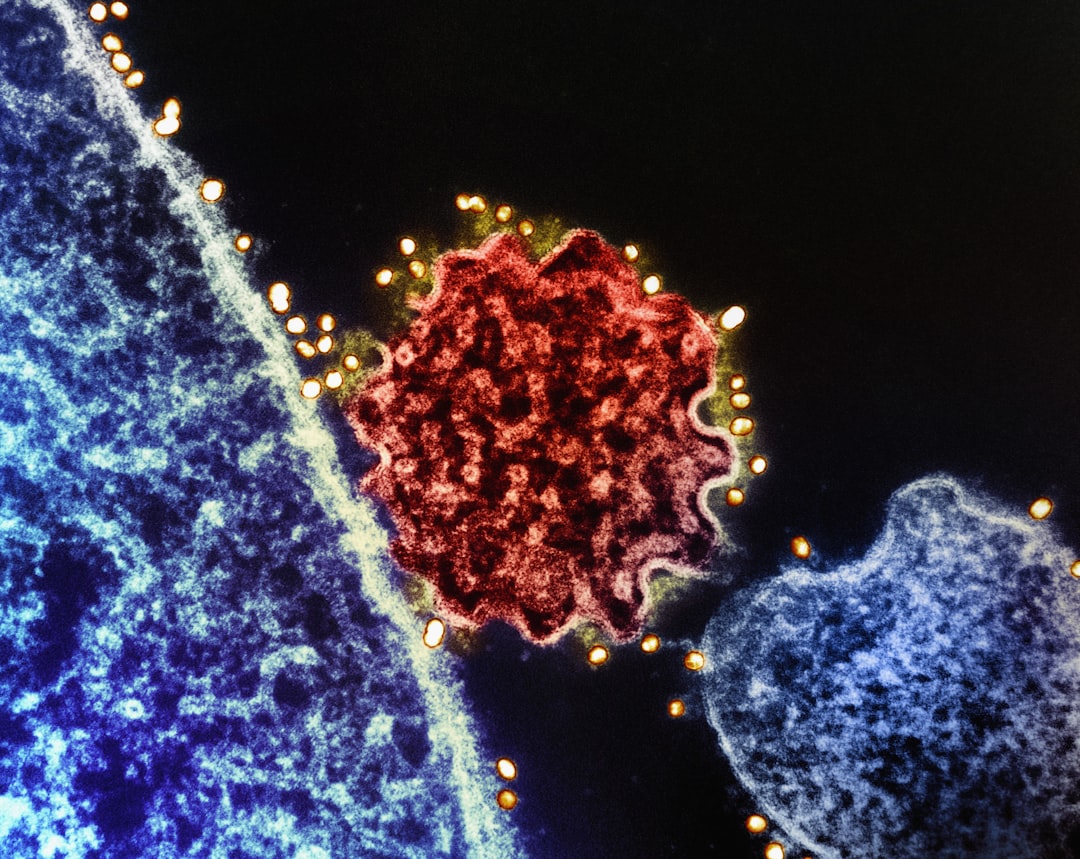 aged immune system — Vitalheros