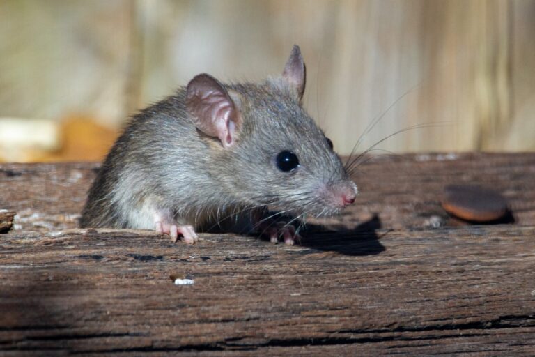 aging mouse research — Vitalheros