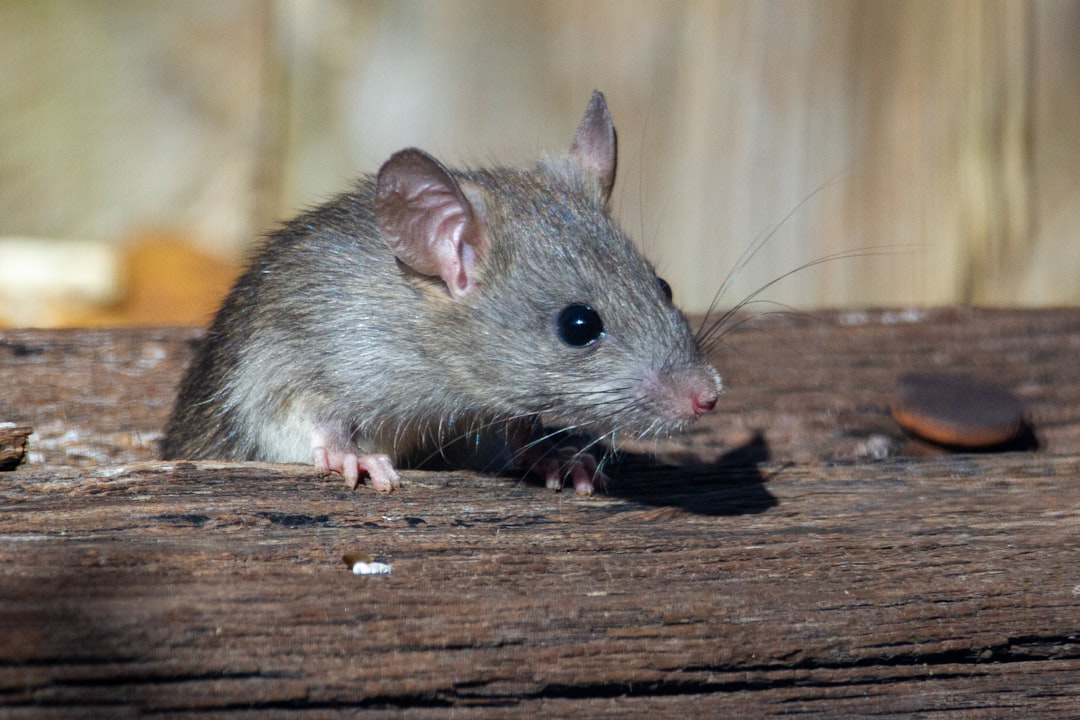 aging mouse research β Vitalheros