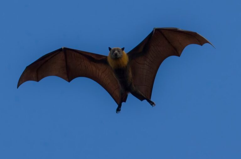 Bat-Inspired Longevity: Unlocking the Secrets to Healthy Human Aging
