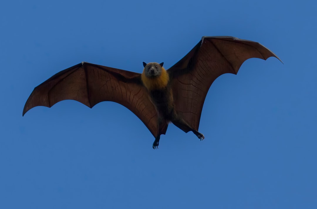 bat flying night — Vitalheros