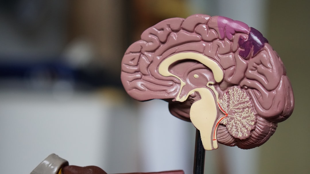 child brain development — Vitalheros
