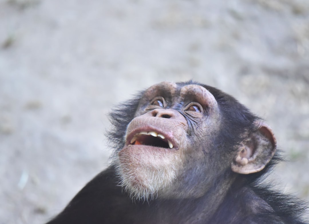 chimpanzee laughing — Vitalheros