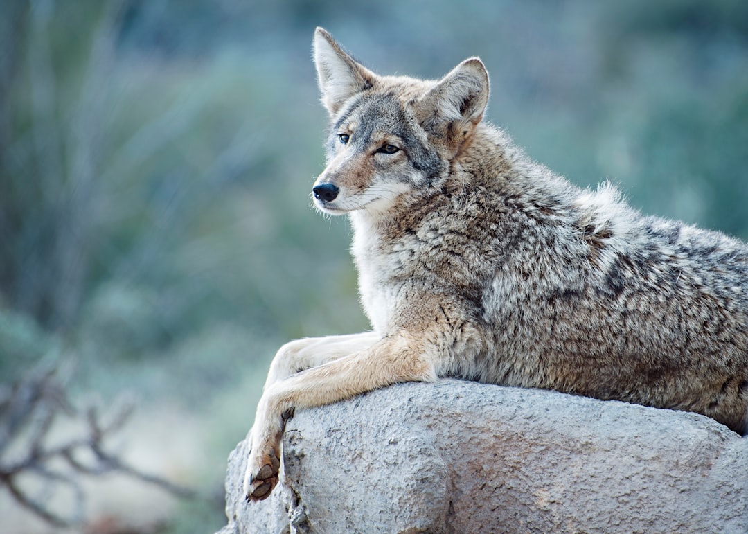 coyote wild nature — Vitalheros