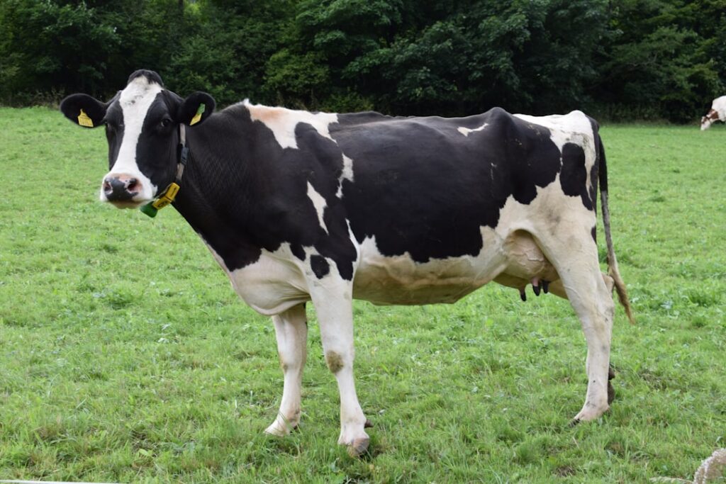 dairy cow farm research — Vitalheros