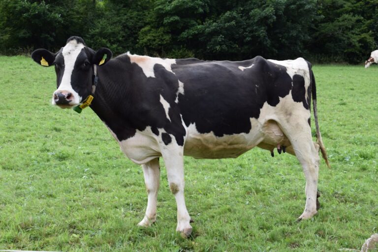 Bird Flu in Dairy Cattle: Unraveling the Infection Mechanism