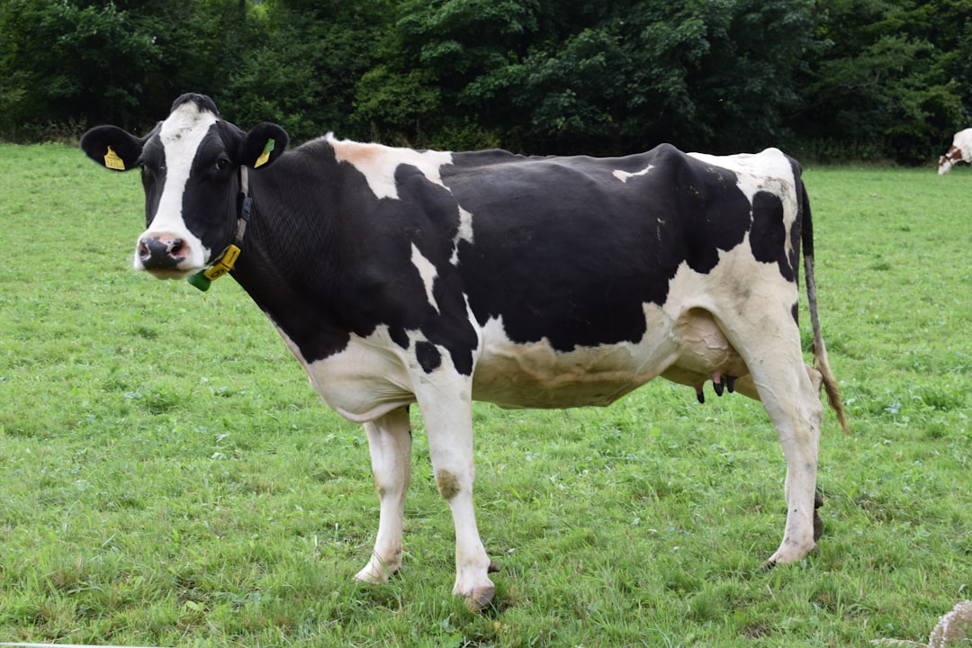 dairy cow farm research — Vitalheros