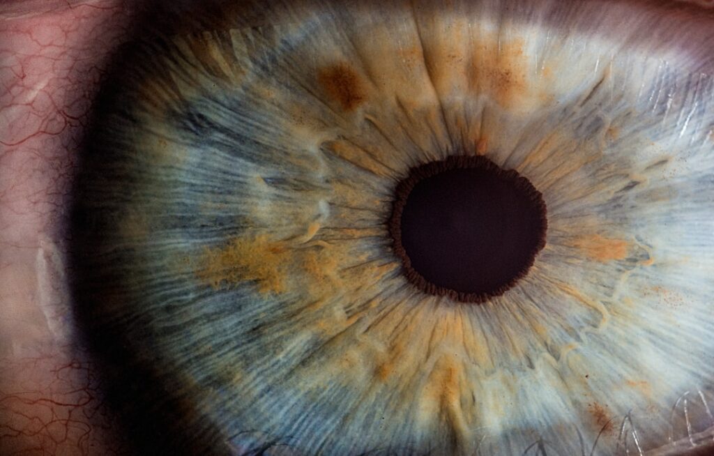 eye retina research — Vitalheros