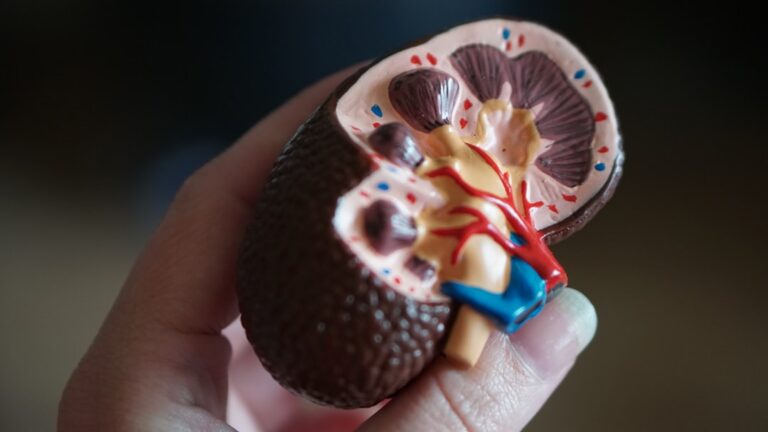 FDA Approves New Adjuvant Therapy for High-Risk Kidney Cancer Patients