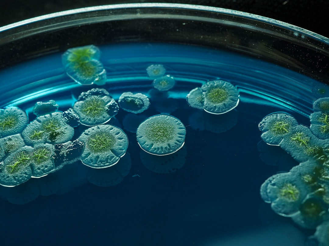 microscopic hookworm research — Vitalheros