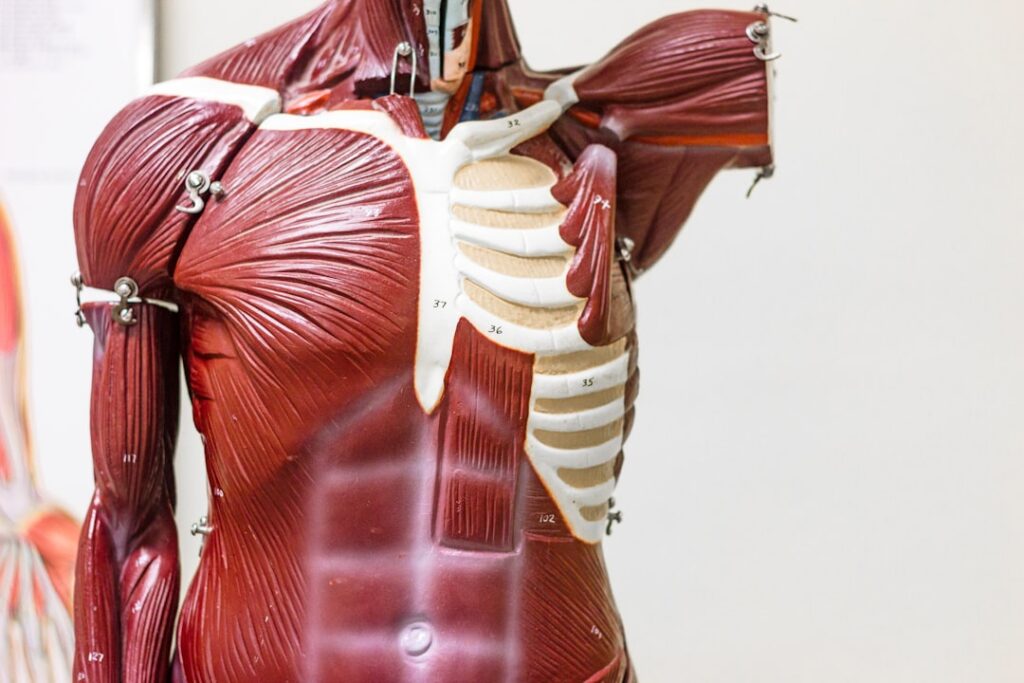 muscle disease research — Vitalheros