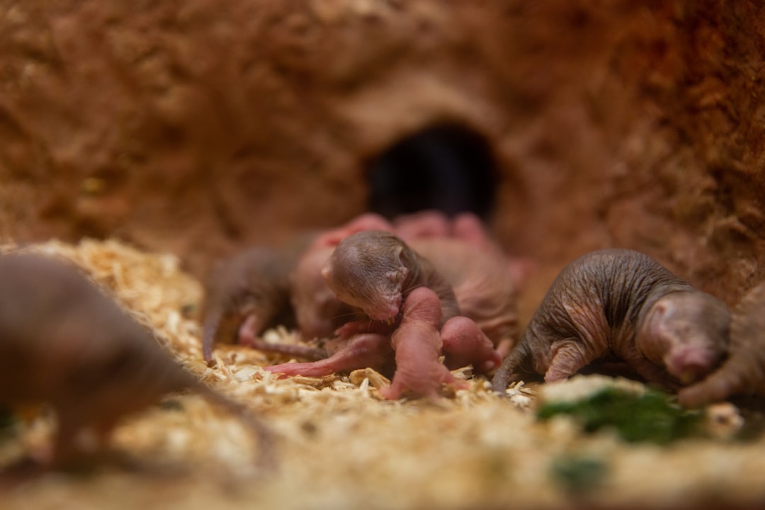 naked mole rat burrow — Vitalheros