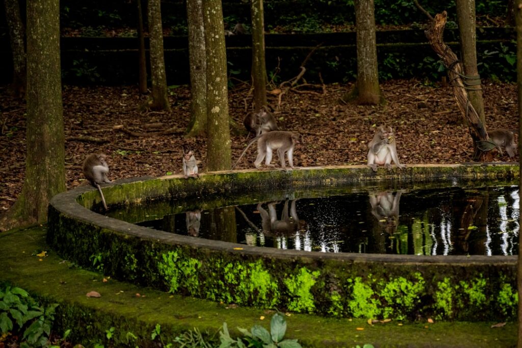 raccoon near water — Vitalheros
