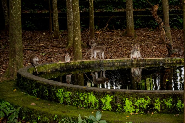Raccoons and Water Safety: The Urgency of a ‘One Health’ Approach