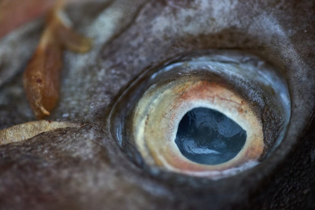zebrafish eye — Vitalheros
