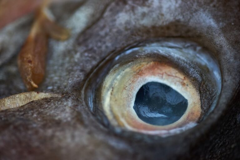 How Your Visual Environment Reshapes the Eye’s Retina