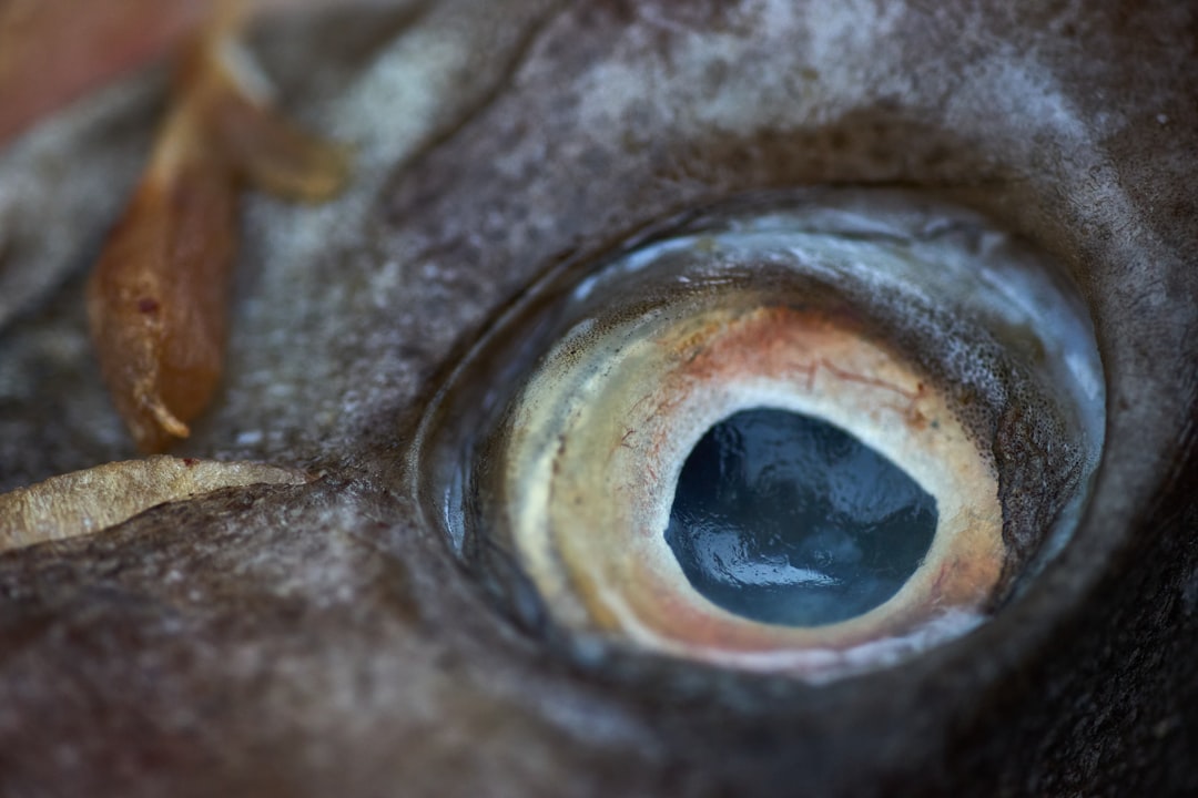 zebrafish eye — Vitalheros