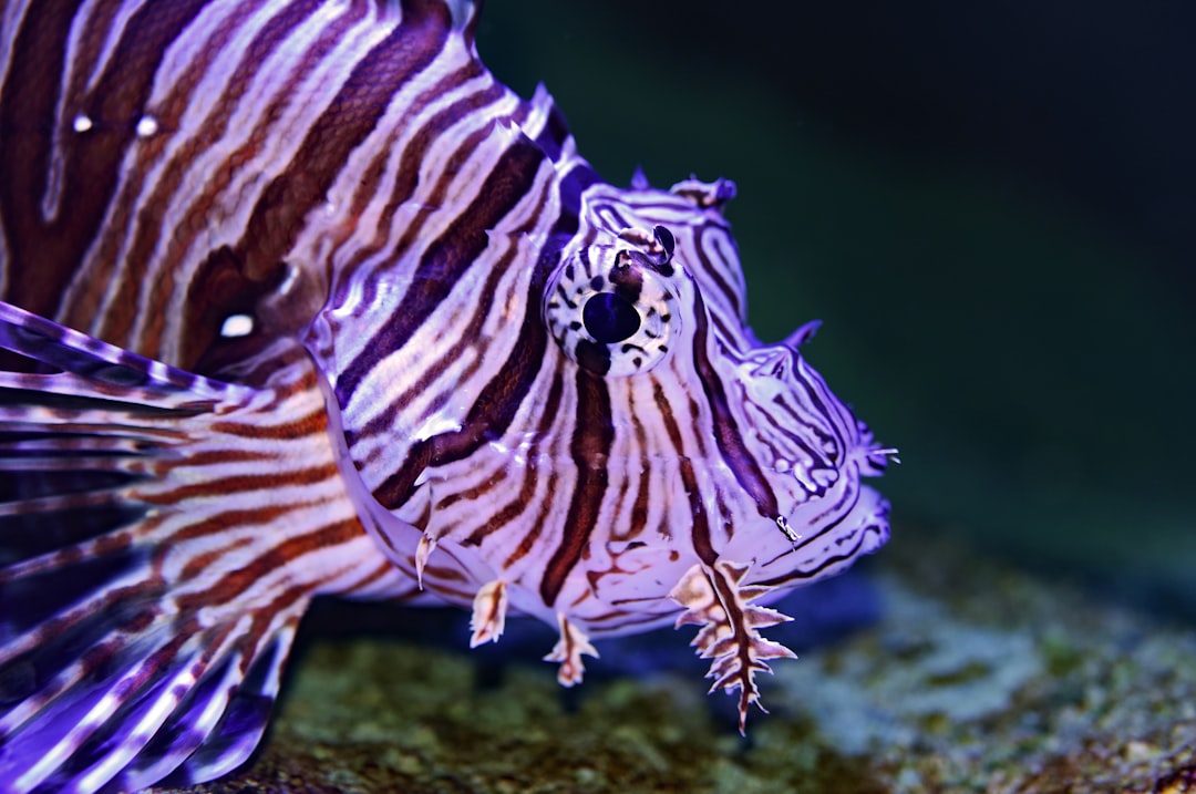 zebrafish neuroscience lab — Vitalheros