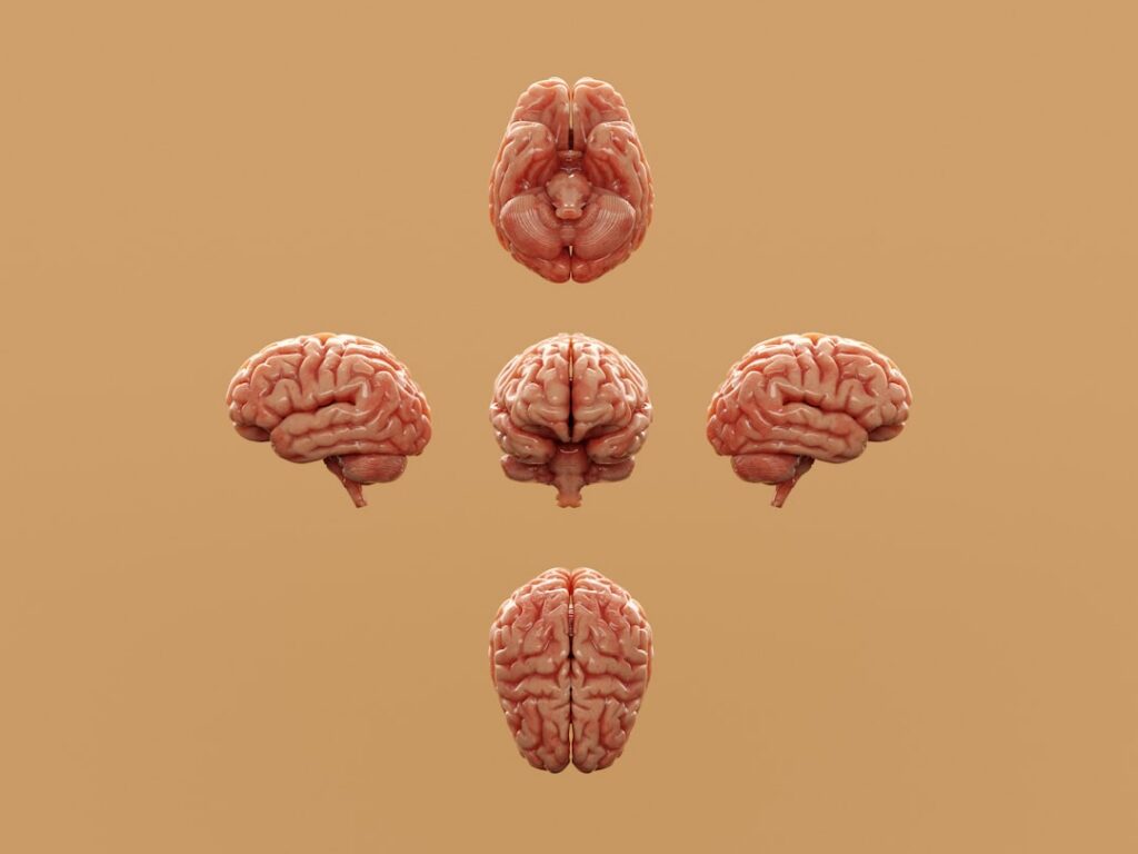 brain circuit visual thinking — Vitalheros