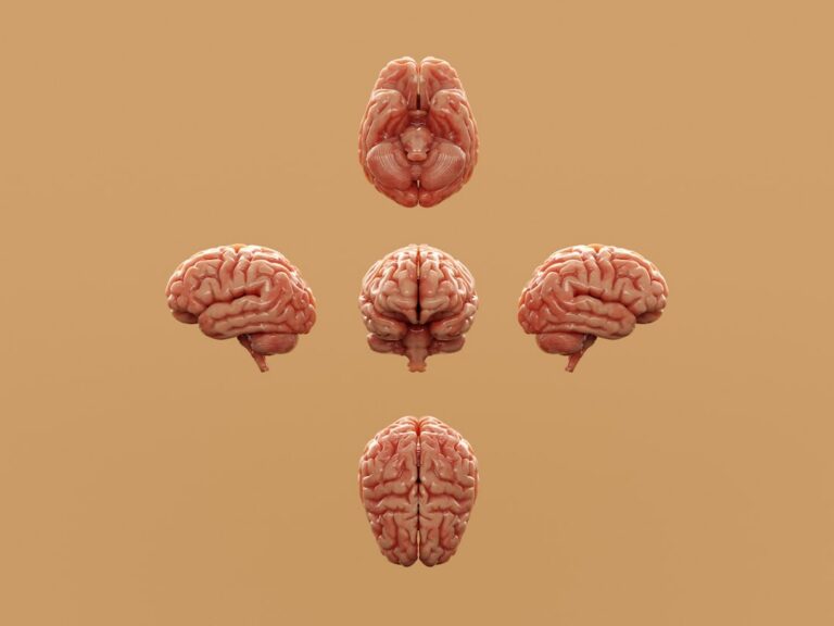 Unlocking the Brain’s Blueprint for Flexible Visual Thinking