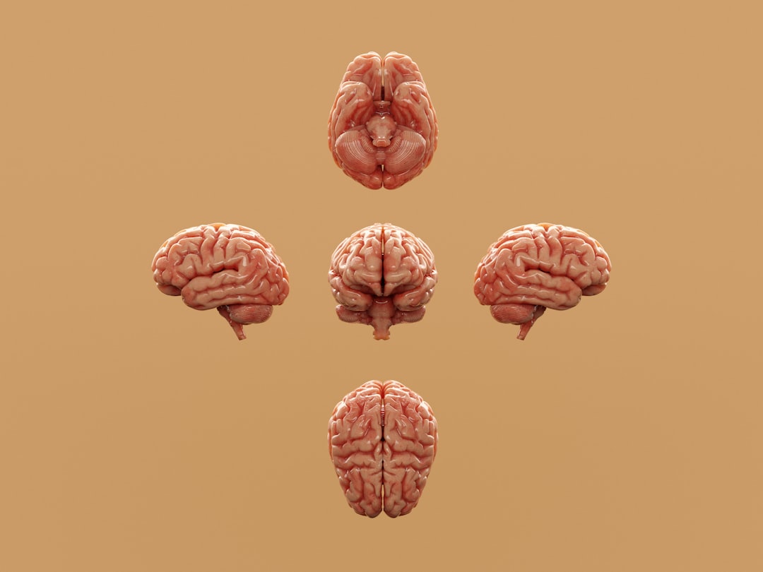 brain circuit visual thinking — Vitalheros