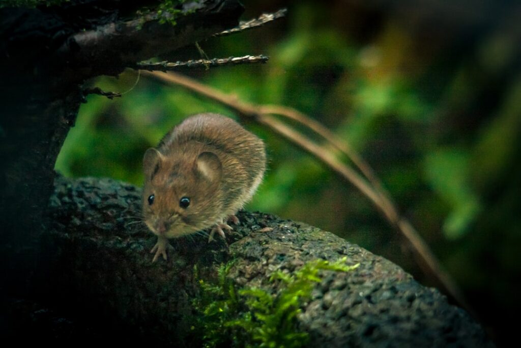 mouse scientific study — Vitalheros