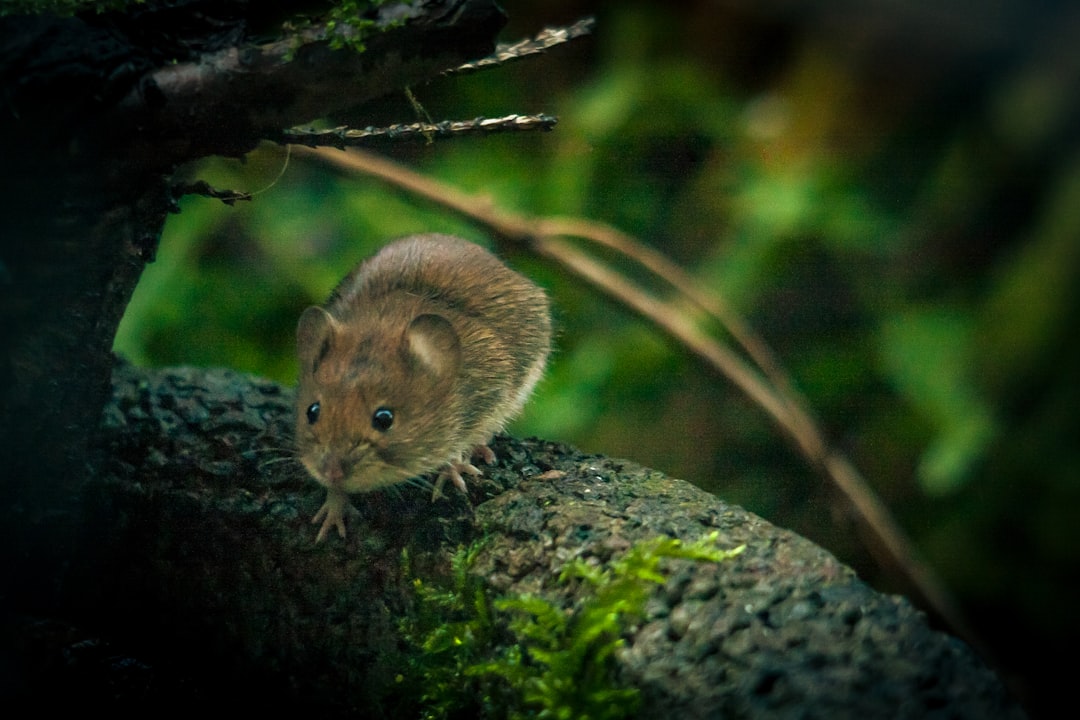 mouse scientific study — Vitalheros