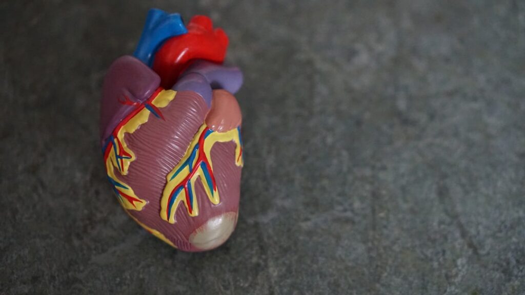 soft robotic heart valve — Vitalheros