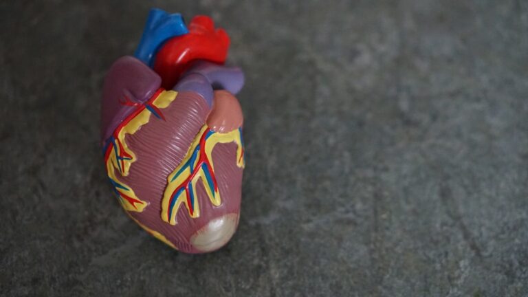 Soft Robotic Heart Mimics Human Valves: A Leap for Cardiac Health